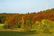 Buchenmischwald mit Waldrand im Herbst