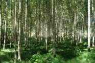 Junger, gepflegter Birkenwald