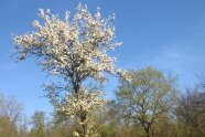 Blühender Birnbaum vor blauem Himmel.