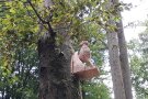 Holzskulptur eines Schwarzspechts hängend an einer Buche