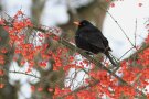 Amsel