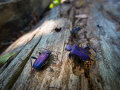 Blauer Scheibenbock, Foto: Christoph Josten