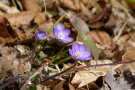 Leberblümchen