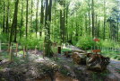 Blick auf eine Forstkultur neben einem Wanderweg im Wald