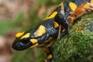 Feuersalamander