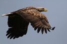 Seeadler