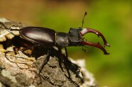 Hirschkäfer