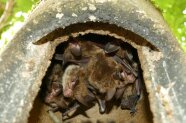 Bechsteinfledermaus-Wochenstube in einem Fledermauskasten