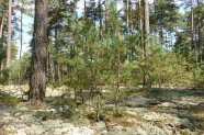 Flechten-Kiefernwald