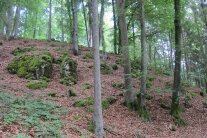 Mit Bäumen bewachsener Hügel in einem Wald