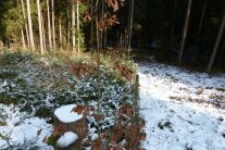 Bild eines gezäunten Bereichs im Wald neben einem ungezäunten.