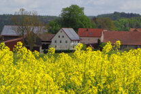 Bild von einem Hof mit blühendem Rapsfeld davor.