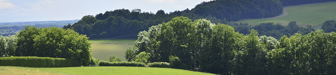 Landschft mit Wiesen, Bäumen und Feldern