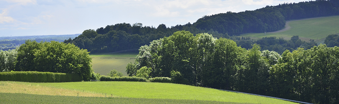 Sommerliche Hügellandschaft mit Wiesen und Wäldern