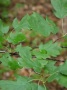 Blätter einer Elsbeere