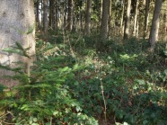 Waldboden mit Brombeeren und Tannenverjuengung