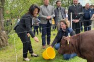 Ministerin steht an Weidenzaun und hält Hand in Richtung eines Rinds.