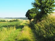 Hecke in der Landschaft